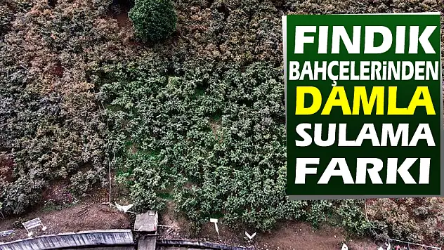 Fındık bahçelerinde damla sulama farkı