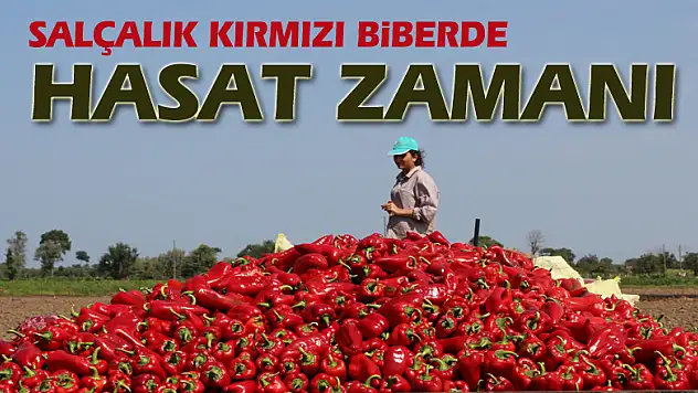 Salçalık kırmızıbiberde hasat zamanı