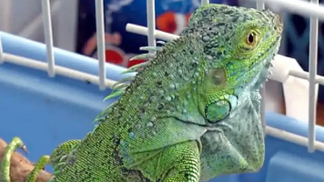 İnşaatta bulunan iguana koruma altına alındı
