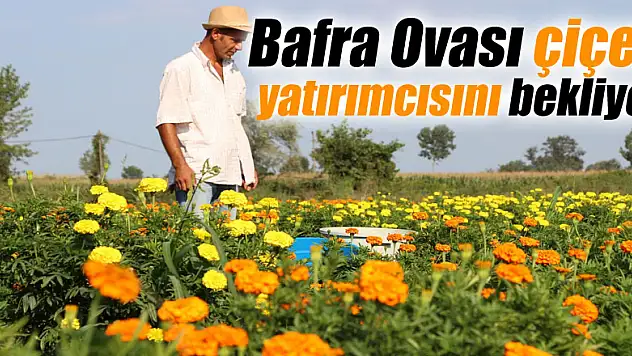Bafra Ovası çiçek yatırımcısını bekliyor
