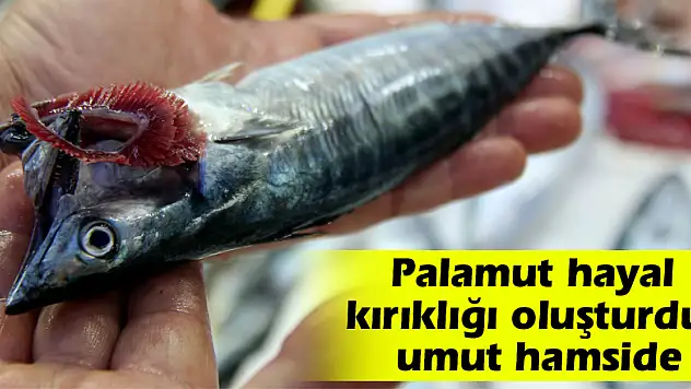 Palamut hayal kırıklığı oluşturdu, umut hamside