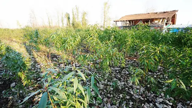 Büyükşehir destekliyor, kivi ve şeftali üretimi artıyor