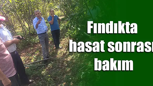 Fındıkta hasat sonrası bakım