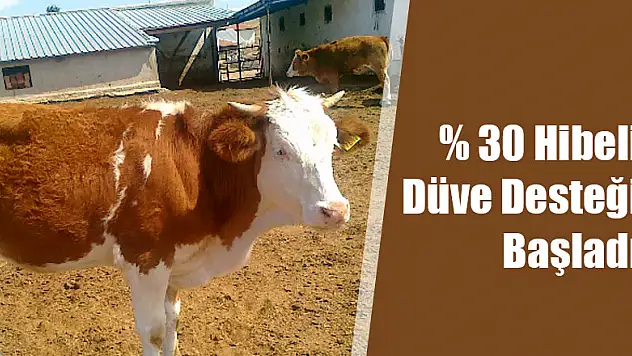 % 30 Hibeli Düve Desteği Başladı