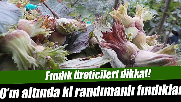 Fındık üreticileri dikkat!