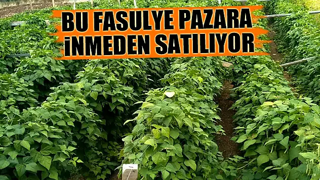 Bu fasulye pazara inmeden satılıyor