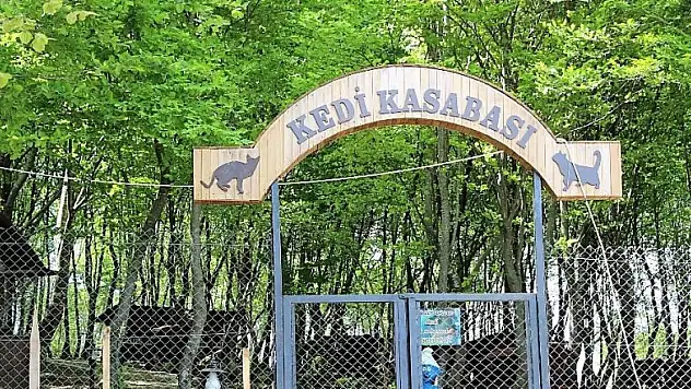 Hayvanlar günü için anlamlı etkinlik