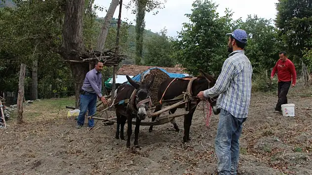 Kırsal mahallelerde eşekle tarım revaçta