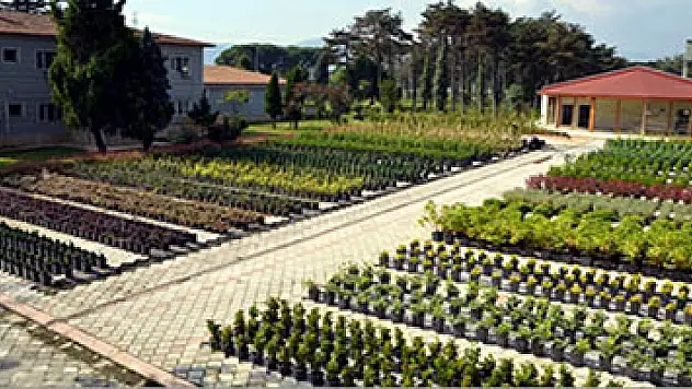Samsun'da bu yıl 4,8 milyon fidan üretildi