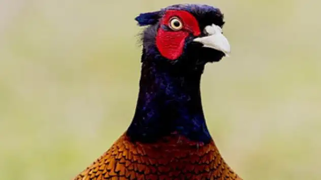 154 hayvan türü tespit edildi