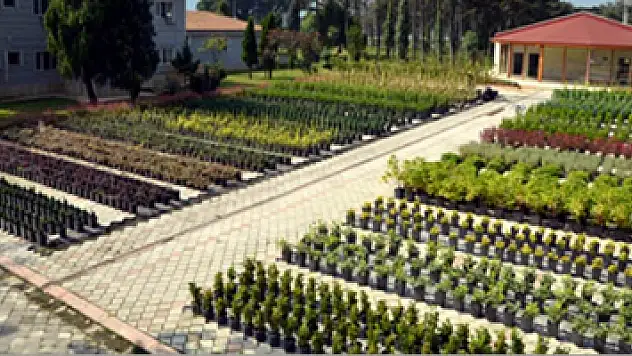 Samsun'da 4,8 milyon fidan üretildi