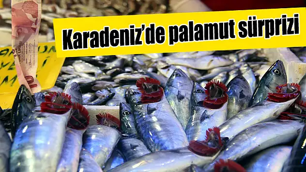 Karadeniz'de palamut sürprizi