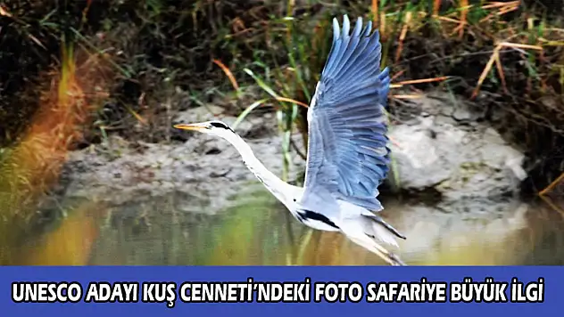  UNESCO adayı Kuş Cenneti'ndeki foto safariye büyük ilgi 