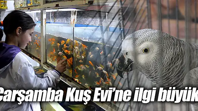 Çarşamba Kuş Evi'ne ilgi büyük