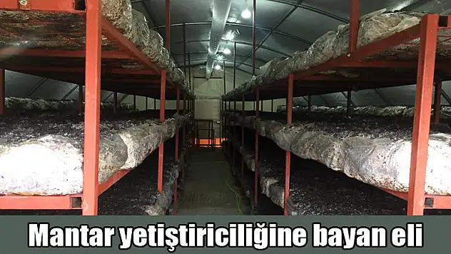 Mantar yetiştiriciliğine bayan eli