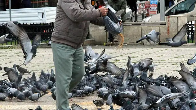 Sokak güvercinlerini her gün besliyor