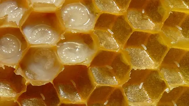 Bu sütün damlası 7 lira, kilosu 7 bin lira