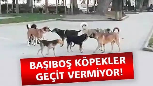 Başıboş köpekler geçit vermiyor!