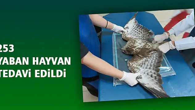 Samsun'da 253 yaban hayvanı tedavi edildi 