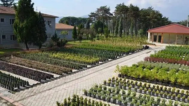  Samsun'da 326 bin fidan dikildi