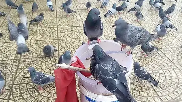 Samsun'da güvercinlerin yem savaşı 