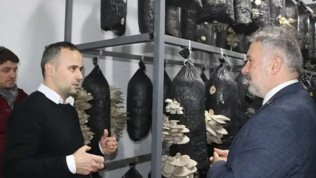 Ayvacık'a istiridye mantarı fabrikası