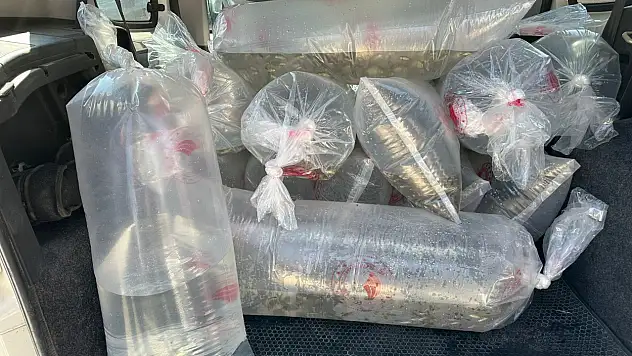 6,4 Milyon Yavru Sazan Doğaya Bırakıldı