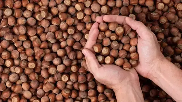 6 Aralık 2025 Ordu Fındık Fiyatları ne kadar?