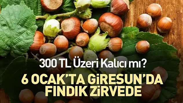 6 Ocak'ta Giresun'da Fındık Zirvede: 300 TL Üzeri Kalıcı mı?