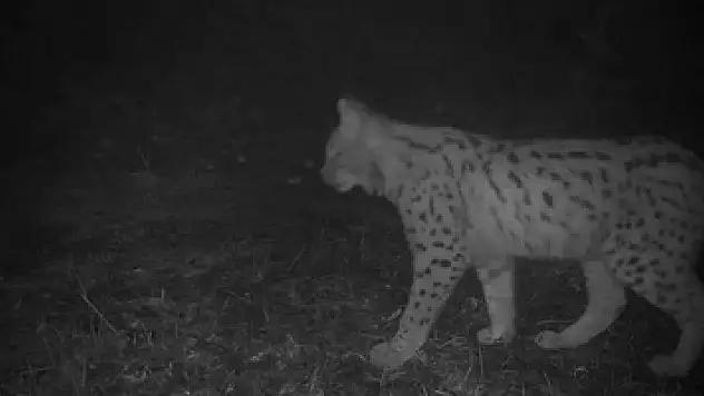 Ordu yaban hayatında sürpriz