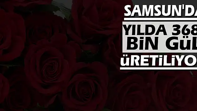 Samsun'da yılda 368 bin gül üretiliyor