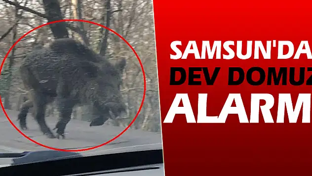 Samsun'da dev domuz alarmı