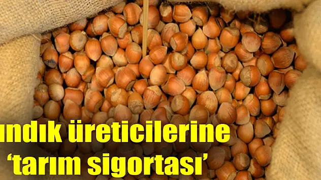 Fındık üreticilerine 'tarım sigortası' uyarısı