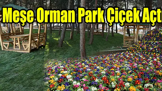 MEŞE ORMAN PARK ÇİÇEK AÇTI