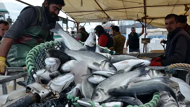 Balıkçılar havuz balığına yöneldi 