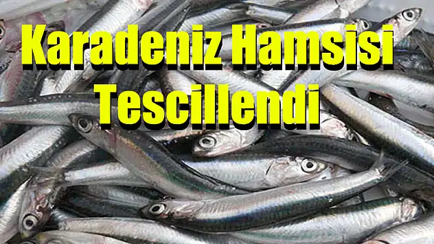 Karadeniz Hamsisi Tescillendi