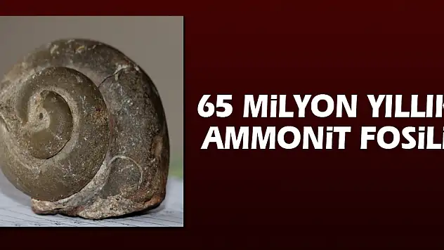 65 milyon yıllık ammonit fosili
