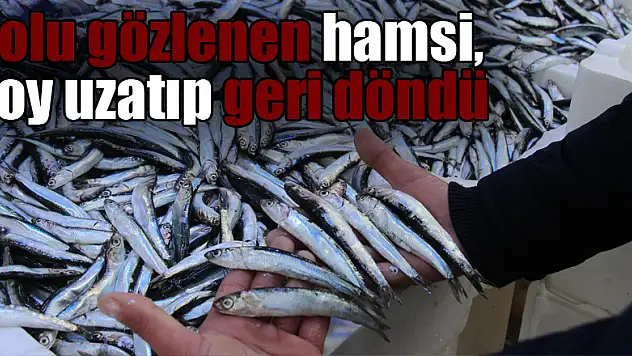 Yolu gözlenen hamsi, boy uzatıp geri döndü