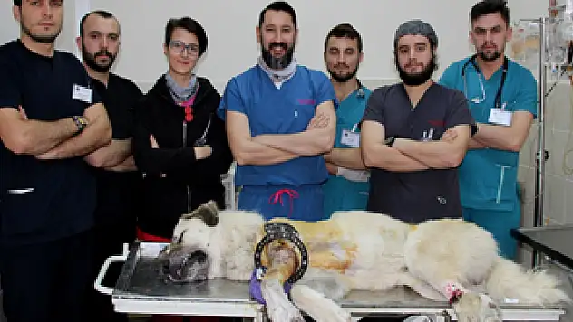 Koca yürekli veteriner hekimler