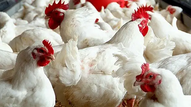 Kanatlı sektörü yıla iyi başladı…