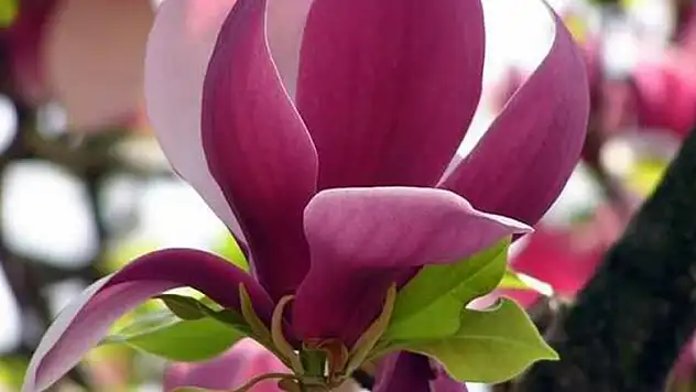 Manolyalar şehitler için açacak 