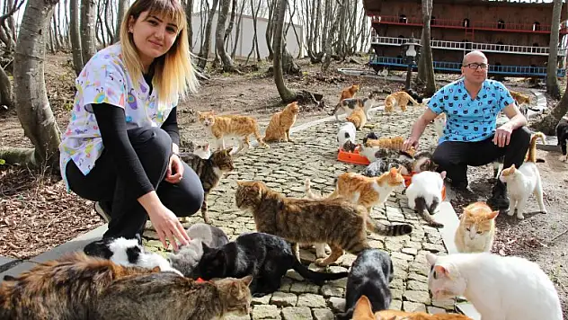 Kediler Mozart'ı duyunca yemeğe koşuyor