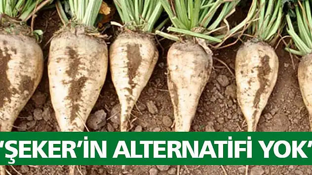 'Şeker'in alternatifi yok'