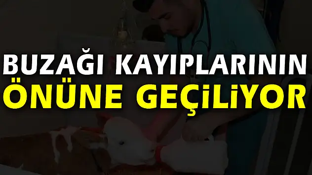 Buzağı kayıplarının önüne geçiliyor