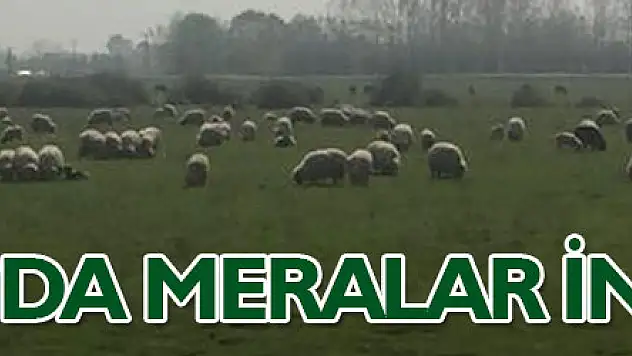 Çarşamba'da meralar inceleniyor