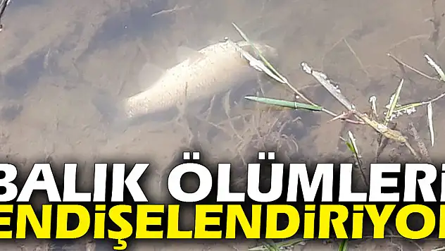 Balık ölümleri endişelendiriyor