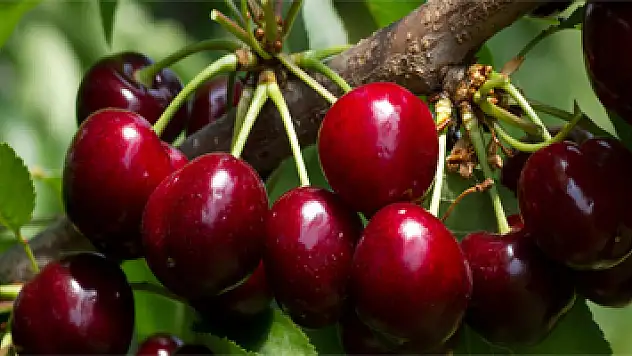 Kiraz her derde deva, karpuza dikkat