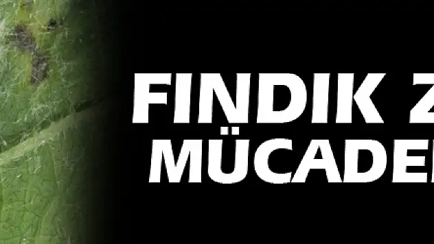 Fındık zararlısı mücadele zamanı