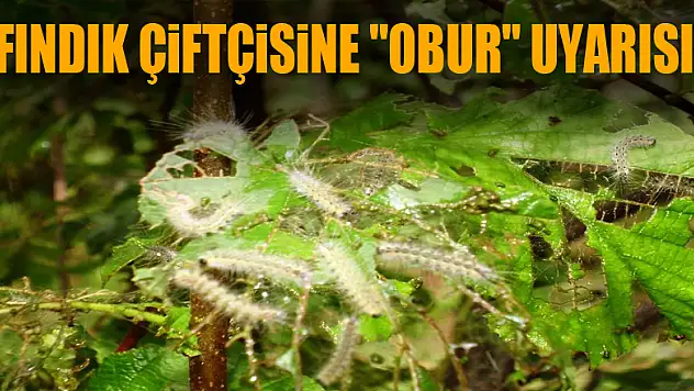 Fındık çiftçisine 'obur' uyarısı 