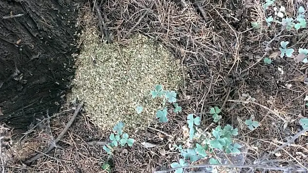 Ormanlık alanda uyuşturucu ticaretine 2 gözaltı 